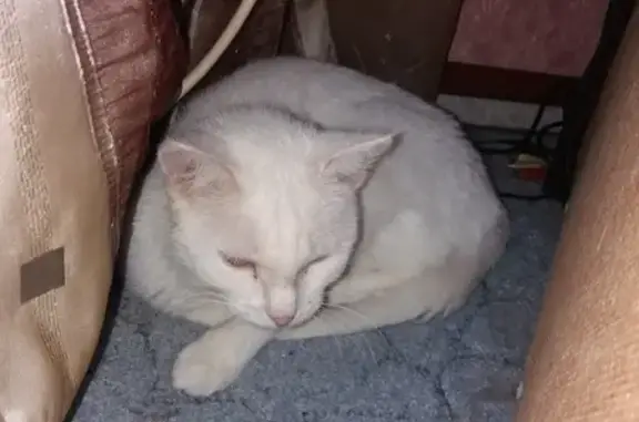 Найдена кошка, , фото: Найдена кошка, Красная ул. 79, Белебей