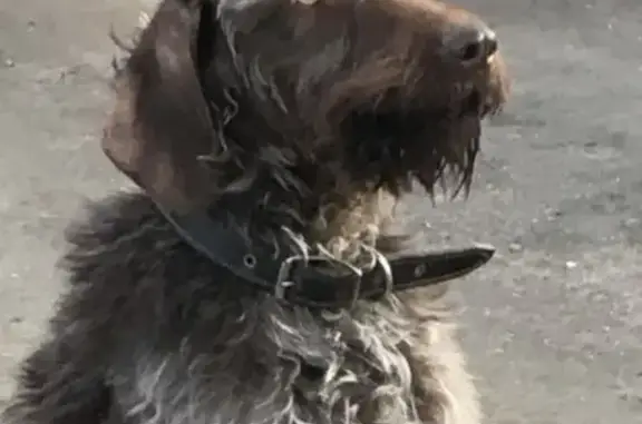 Собаки потеряшки, , фото: Потеряшка собака, Центральная ул., Благодатка