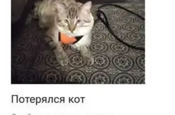 Пропала кошка Тишка, ул. Есенина, Новосибирск