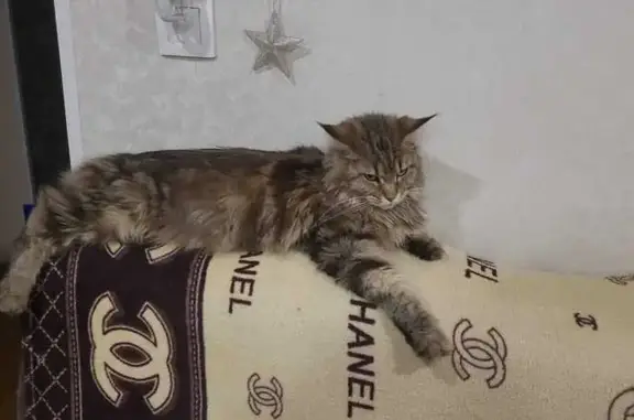 Пропала кошка, Железнодорожная 4А, Кемерово