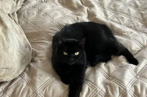 Кошки потеряшки, Санкт-Петербург, фото: Потеряшка кошка! Московский пр., 59, СПб