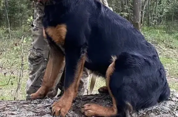 Собаки потеряшки, Тверь, фото: Потеряшка собака! Тверь, Дурмановский пер., 44