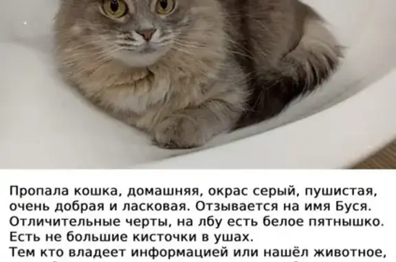 Пропала кошка в Тайном, Орловская область