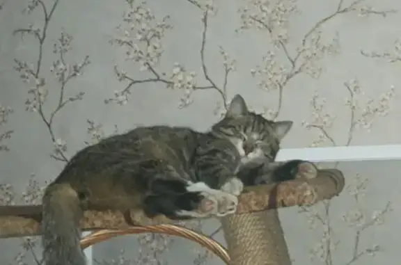 Пропала кошка Томас, Ленинградский пр., 45