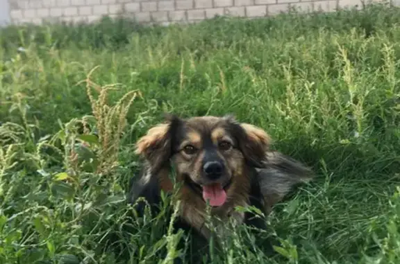 Пропала собака, Автозаводское шоссе, 31