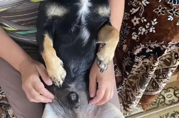 Собаки потеряшки, Новая Тура, фото: Потеряшка собака, Октябрьский пер., 2