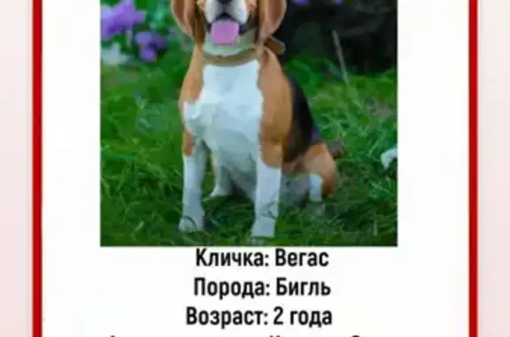 Пропала собака, Крым, 35К-005, вознаграждение
