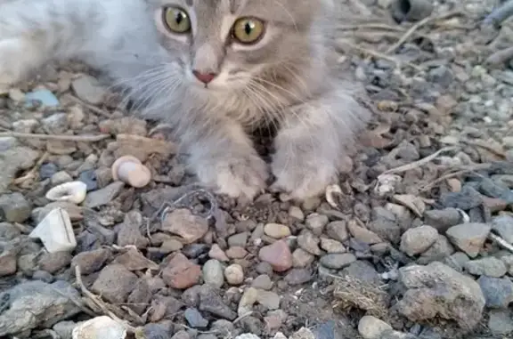Кошки потеряшки, , фото: Потеряшка кошка, ул. Островского, Ахтарский