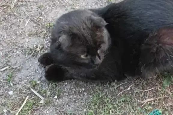 Пропала кошка на ул. Ломоносова, 13, Шадринск