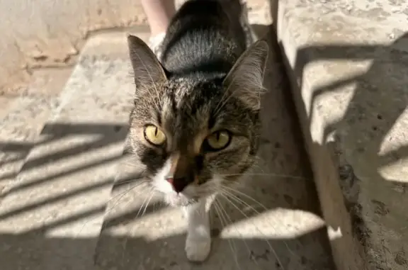 Найдена кошка, проспект Ливанова 8, Ульяновск