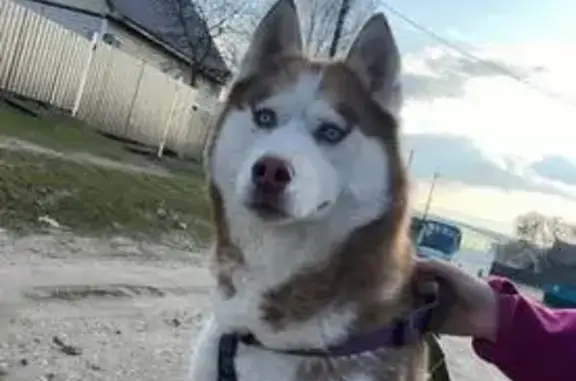 Собаки потеряшки, Павловск, фото: Потеряшка Хаски, ул. Ленина 27, Павловск