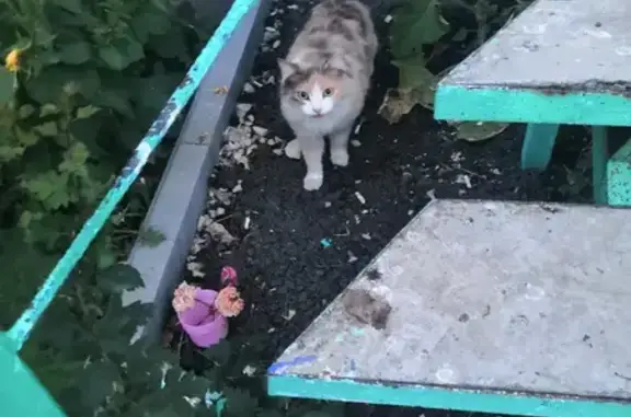 Найдена кошка, ул. Толстого, Тольятти