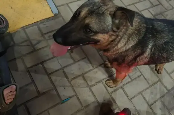 Собака найдена: Античная ул., Краснодар