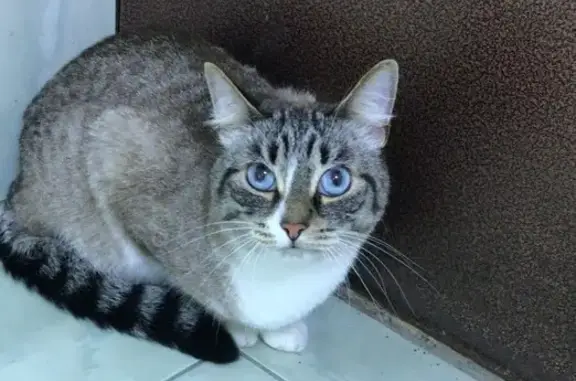 Найдена кошка, Придорожный, фото: Найдена кошка на Придорожном, 37А-0004