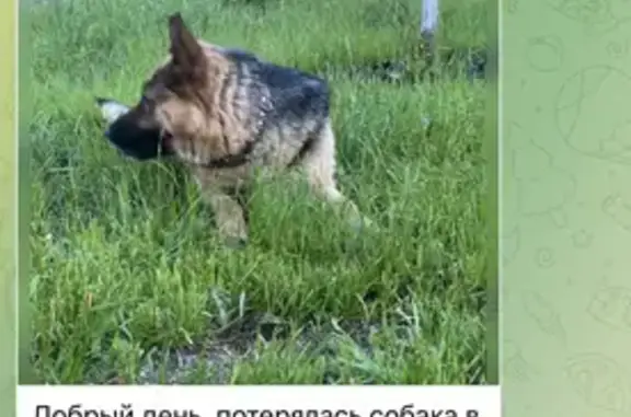 Пропала собака на Ипподромной, Пятигорск