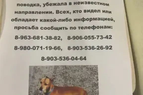Пропала собака, Струнино, Владимирская обл.