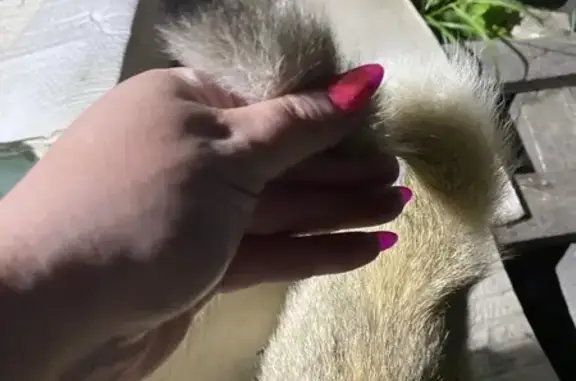 Найденные животные Хирино, фото: Найден котик, Северная улица, Хирино