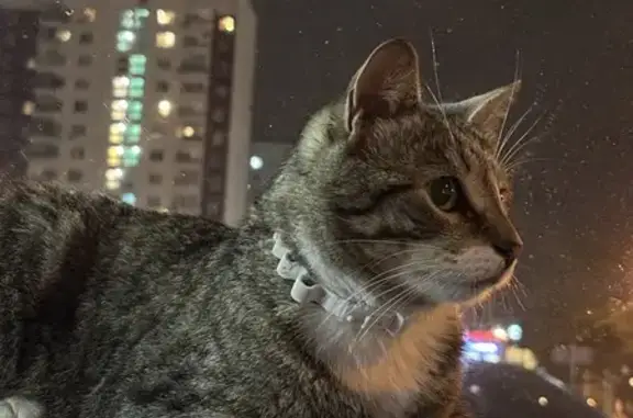 Найдена кошка, Янтарный проезд, 5, Москва