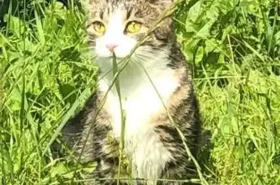 Кошки потеряшки, Яжелбицкое, фото: Потеряшка кошка на трассе М-10, Яжелбицы