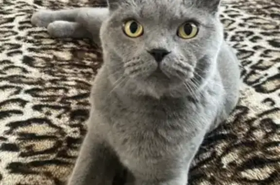 Кошки потеряшки, Сокурский сельсовет, фото: Потеряшка кот, п. Кошево, ул. Сиреневая, 14 июля