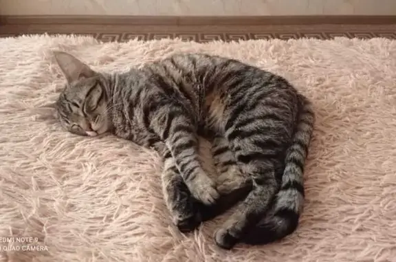 Пропала кошка на ул. Монтажников, 16, Барнаул