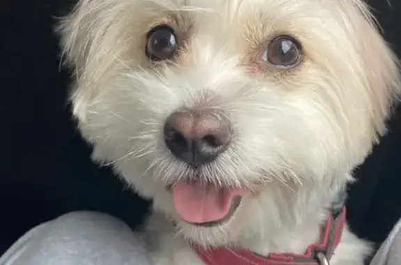 Собаки потеряшки, , фото: Потеряшка собака, 7-й км Балаклавского шоссе