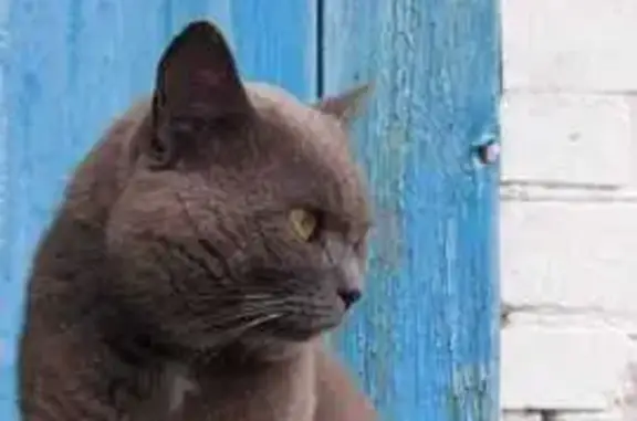 Найдена кошка, Курган, фото: Британская кошка найдена в Кургане