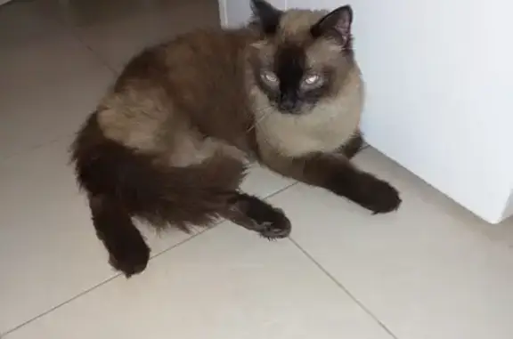 Тайская кошка найдена у ЖД вокзала, Полубоярова, 24