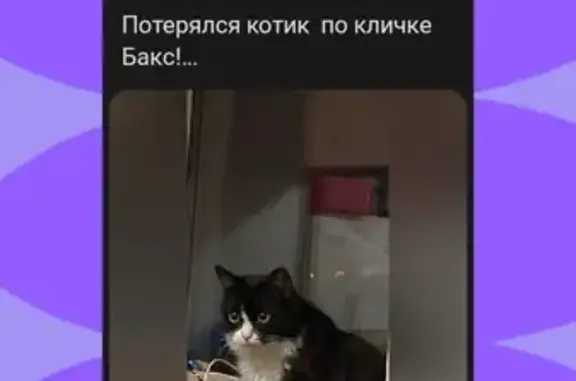 Пропал кот Бакс, ул. Сивкова 8а, Чусовой