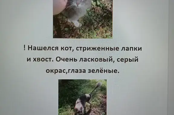 Найдена кошка, Кавказский бульвар, 16, Москва