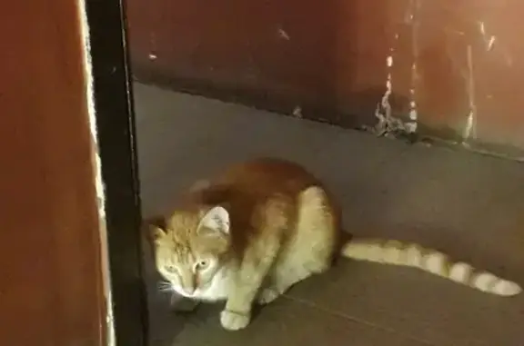 Найдена кошка, Сергиевский переулок, 24, Москва