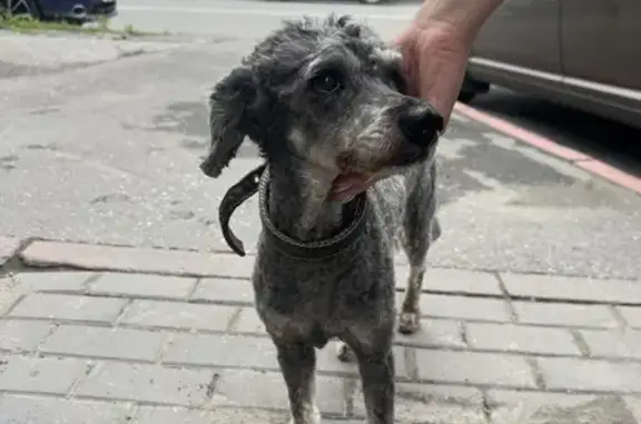 Найдена собака у Федоровских бань, Новосибирск