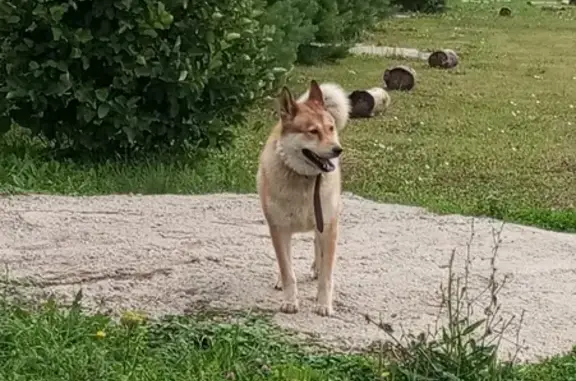 Найдена собака, Коптево, Тульская область