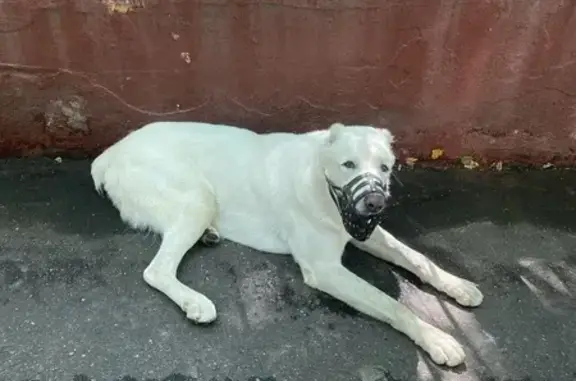 Собака найдена, ул. Свободы, Москва