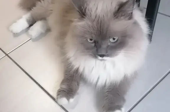 Найдена кошка, Санкт-Петербург, фото: Кошка найдена, пр. Энтузиастов, 20, СПб