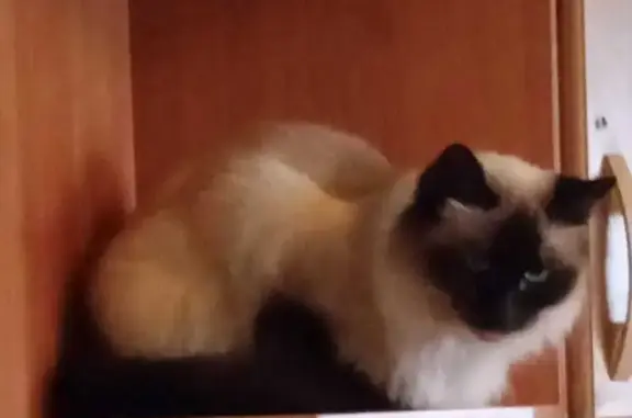 Потерянные животные Набережные Челны, фото: Пропала сиамская кошка, Наб. Челны, 14/01