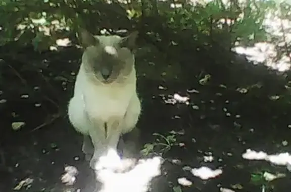 Кошка найдена: Севастопольский проспект, 14 к1