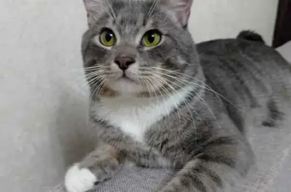 Кошки потеряшки, Санкт-Петербург, фото: Потеряшка кошка, Карташихина ул., 7, СПб