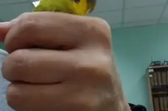 Найден попугай: Земляной Вал, 29 с9, Москва