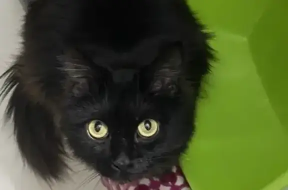 Пропала черная кошка Майн-Кун, Уральская 17