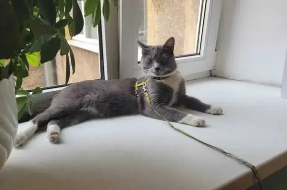 Найдена кошка, Санкт-Петербург, фото: Кошка найдена у Чито-Гврито, Римского-Корсакова 49