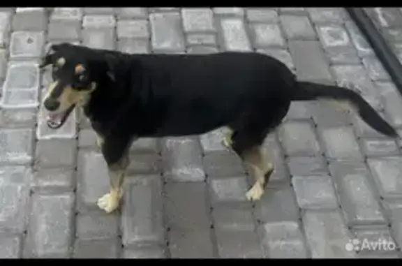 Пропала собака, ул. Комсомольская, 102