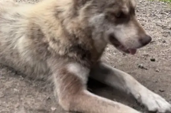 Найдена собака, Ставропольская ул., Москва