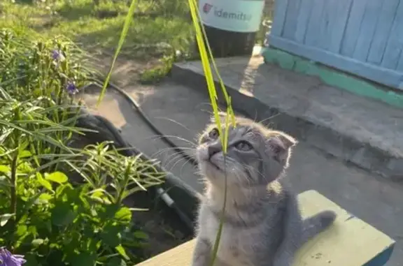 Объявления о пропавших и найденных животных, Чита, фото: Пропала кошка, 4 мкр 41, Чита