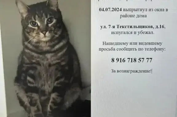 Пропал кот, 7-я ул. Текстильщиков, 14, Москва