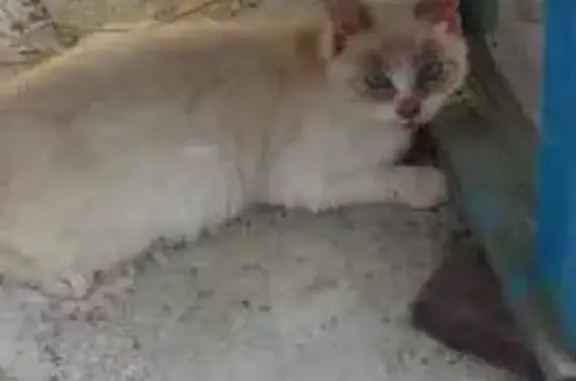 Пропала кошка, ул. Шаумяна, 26, Кроянское