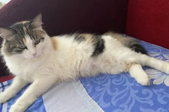 Кошки потеряшки, , фото: Потеряшка кошка, ул. Дзержинского, 60, Ижевск