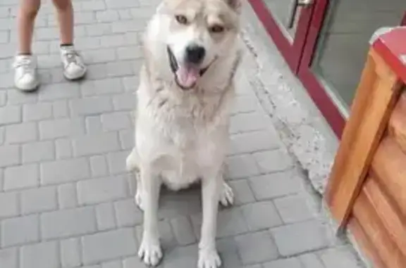 Найдена собака на ул. Мичурина, Томск