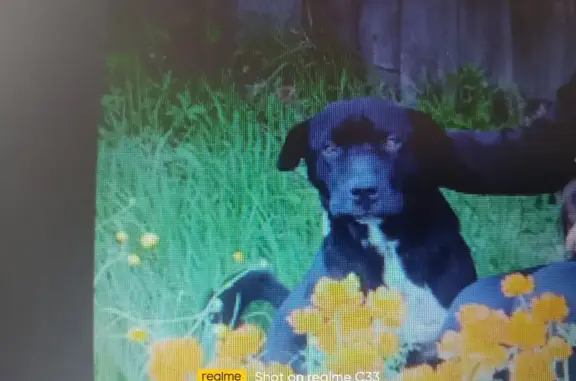 Собаки потеряшки, , фото: Потеряшка собака Ричард, Петровск-Забайкальский