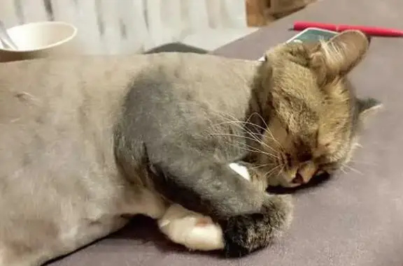 Кошки потеряшки, Октябрьское, фото: Потеряшка кошка на Подгорной улице, Октябрьский